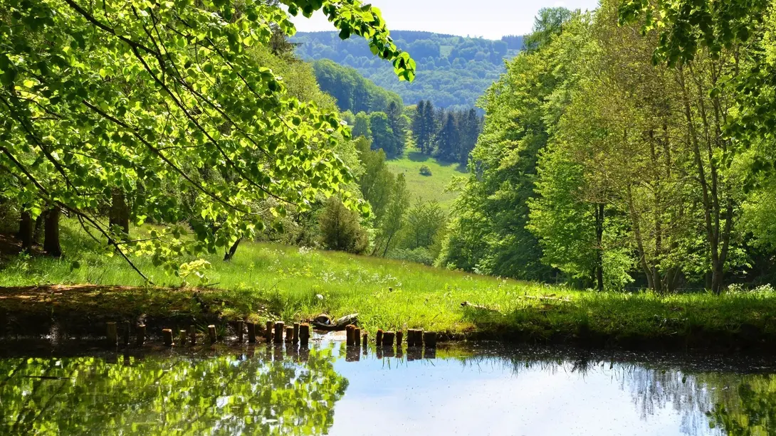Grüne Waldlandschaft mit Wiese und kleinem Teich