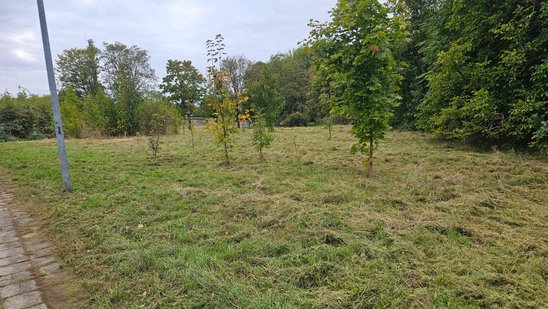 Unbebautes Grundstück mit Rasenfläche, jungen Bäumen und angrenzendem Gehweg