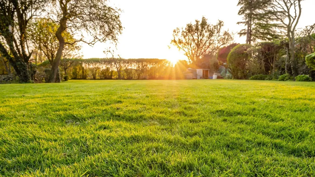 Freie Rasenfläche mit Bäumen und Sonnenuntergang als Symbol für Grundstück und Gartenplanung.