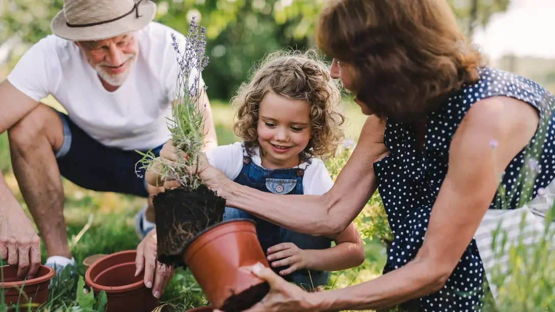 Großeltern pflanzen gemeinsam mit ihrer Enkelin Lavendel im Garten