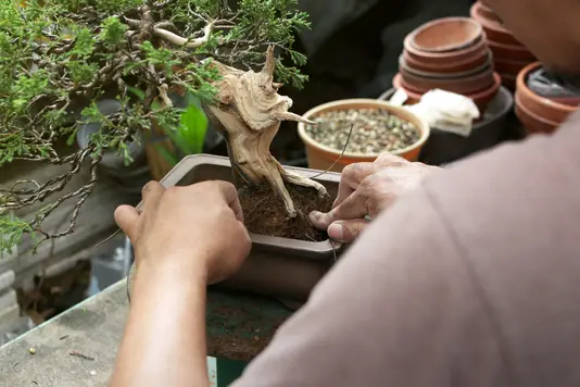 asiatischer-garten-japanischer-bonsai-gartengestaltung